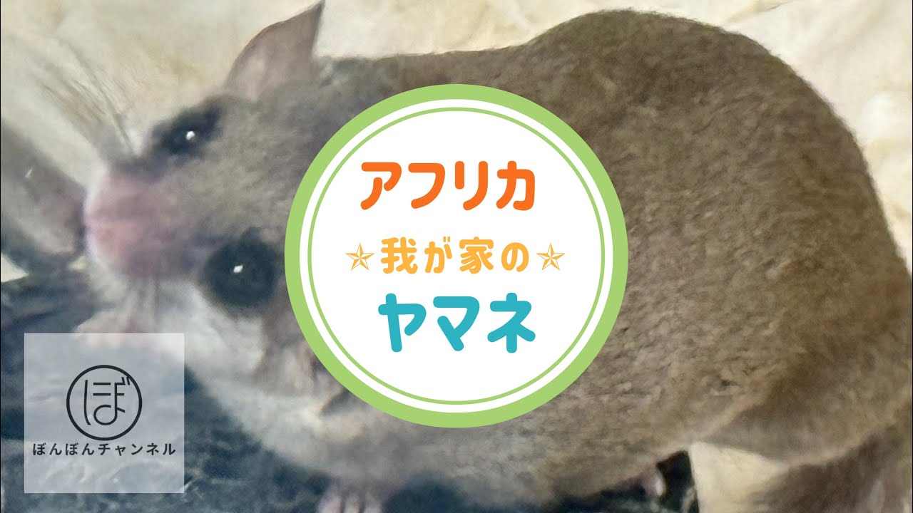 我が家のアフリカヤマネ