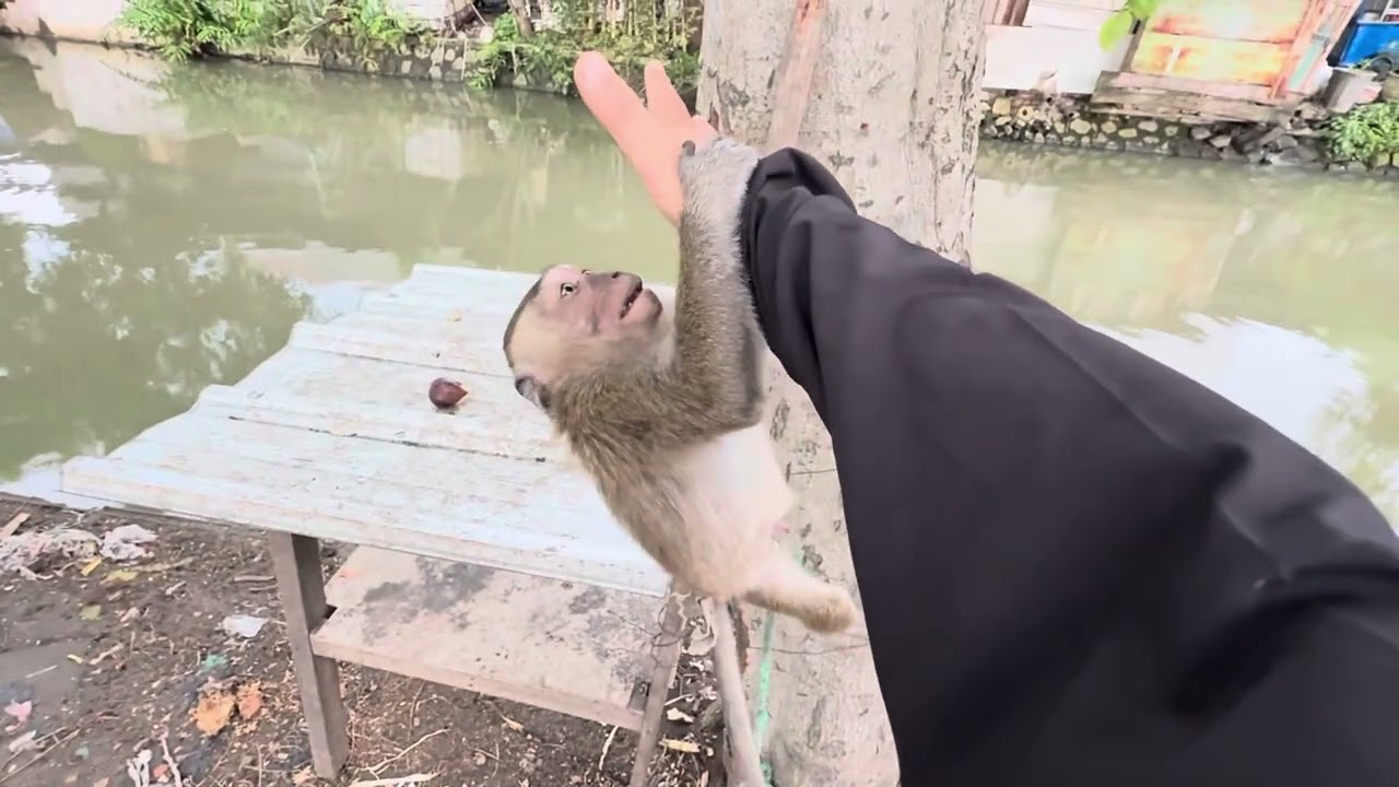 monkey mast #indonesia #monkey #monkeys #monyet #bandar#india #indian #monkeylove #viralmonkey#usa