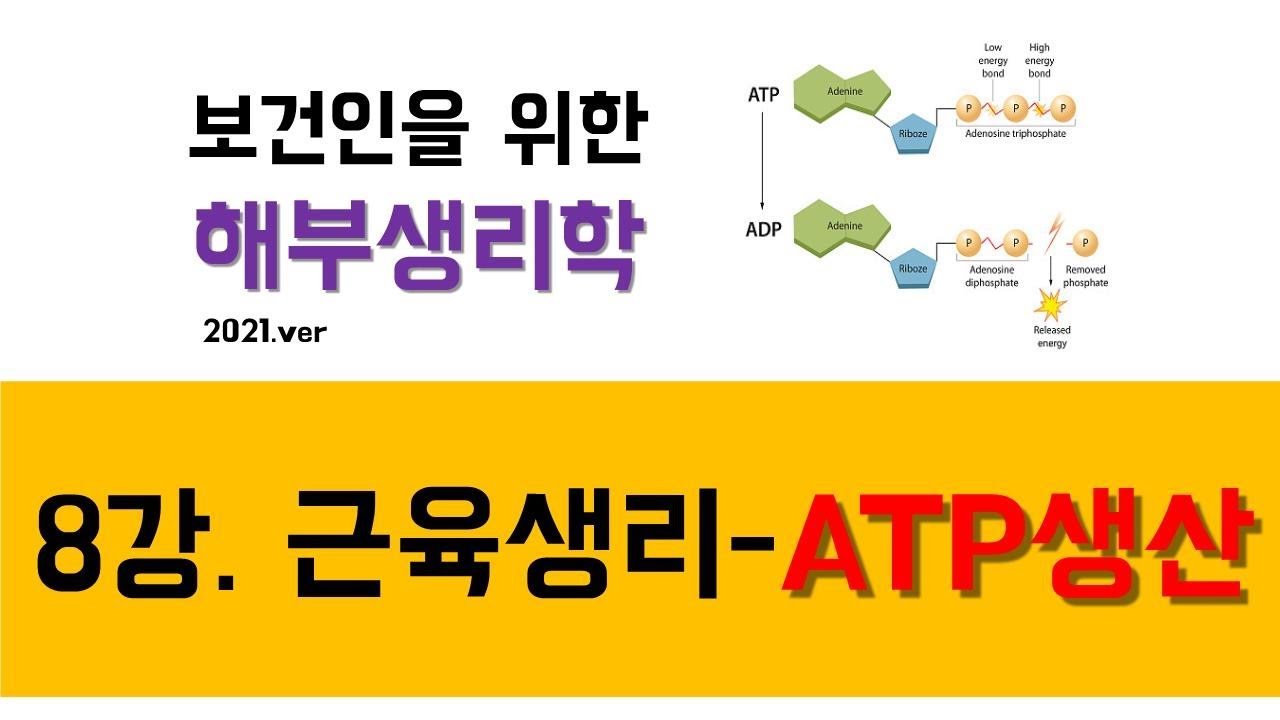 해부생리학) 8강 근육생리-ATP 생성(ATP-PCr, 해당작용, 산화작용)