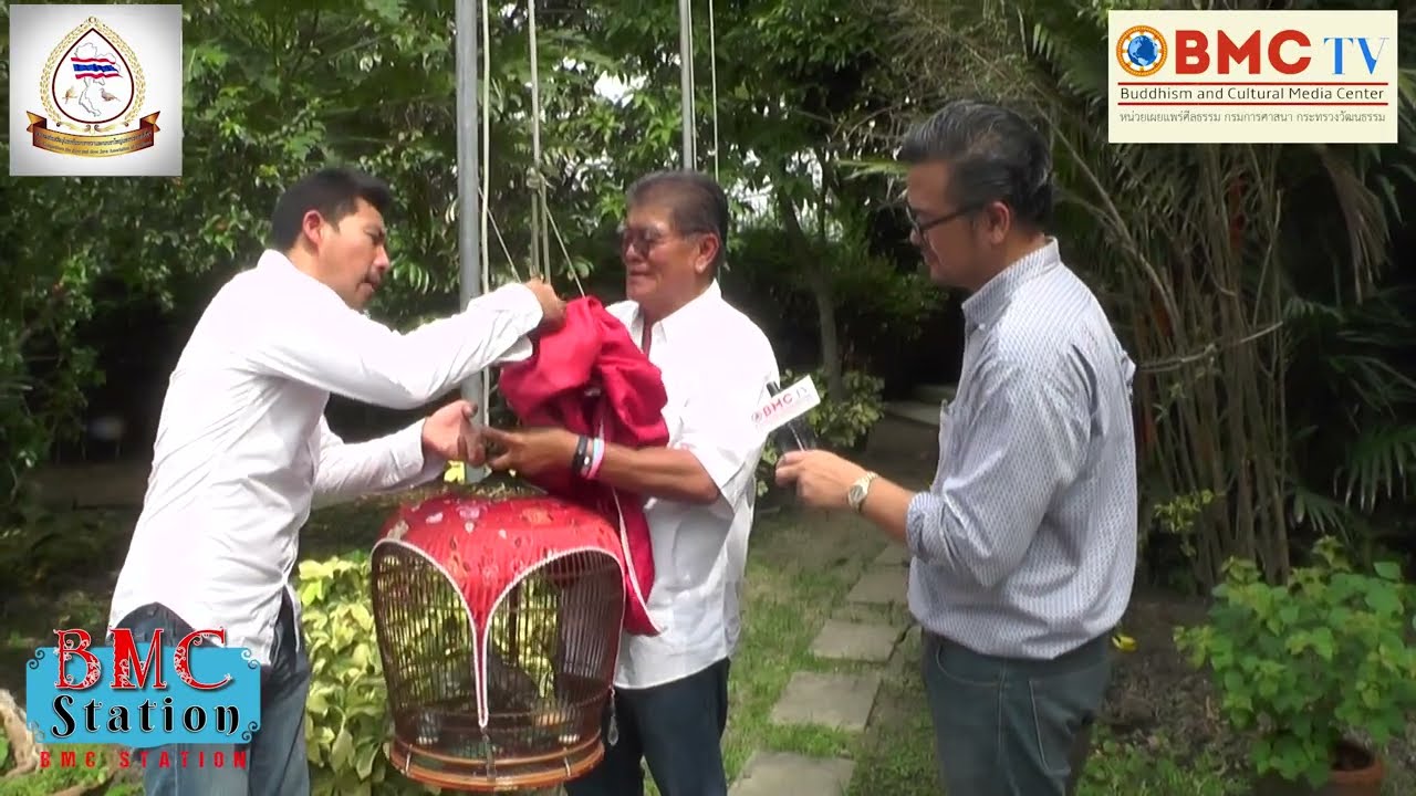 นกเขาชวา นกเขาใหญ่  ตอนที่ 4/4