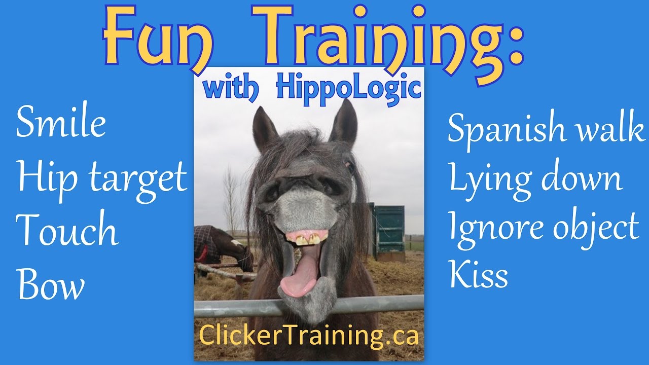 Click with your horse: Trick Training