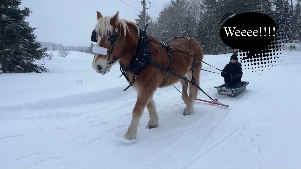 One horse open sleigh!!!/ Retraining my Belgian Draft Horses.