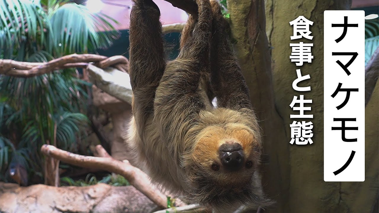 【フタユビナマケモノ】食事の様子と生態について＠那須どうぶつ王国 Two-toed Sloth - Feeding Time / About Its Ecology