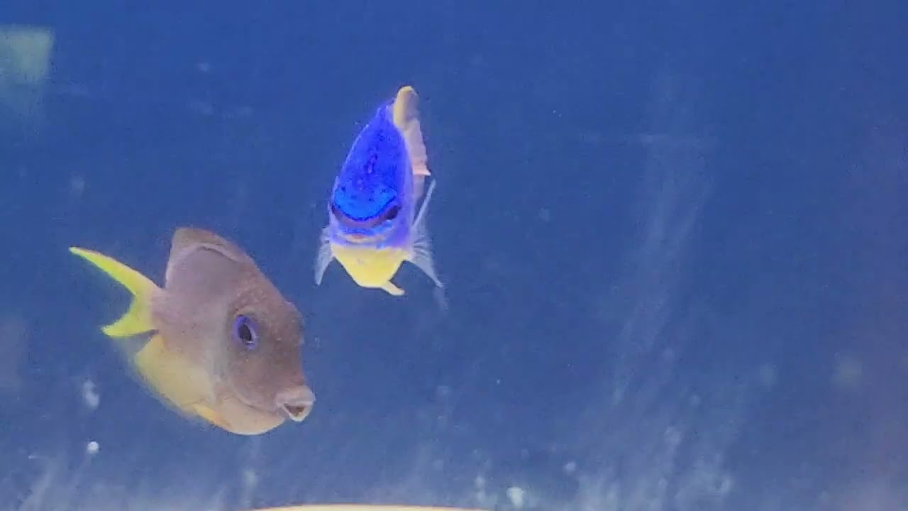 Bristletooth Two Spot Tang and Blue Devil Damsel