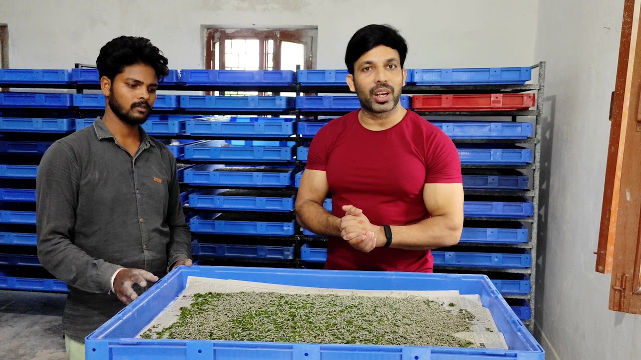 What is Molting & Chawki in Silkworm rearing| Precautions for Molt | जानें - द्वितीय मोल्ट व चाकी