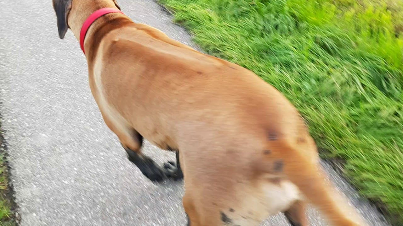 Cico with muddy legs #2