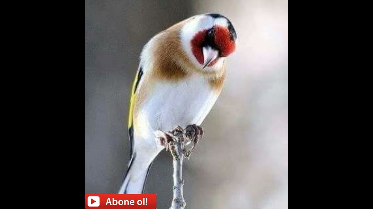 Muhteşem Saka Huylandırma Ötttürme garanti %100 #goldfinch #Beard Humiliation