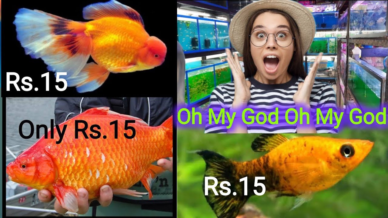 Fish🐟 Market Se Bhi Sasti 🐟 Fishes👍Good Condition 🐟Fishes