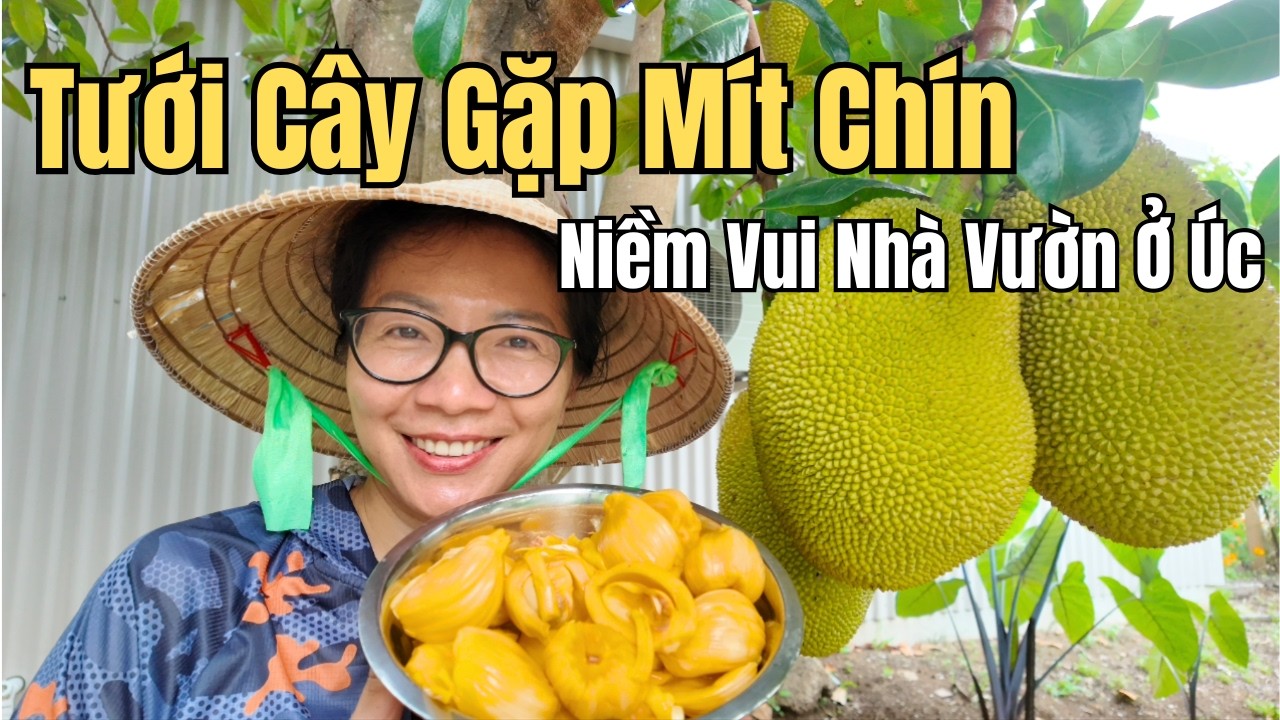 Cuộc Sống Úc - Ra Vườn Tưới Cây Bất Ngờ Phát Hiện Mít Chín - Niềm Vui Của Người Nông Dân Là Đây