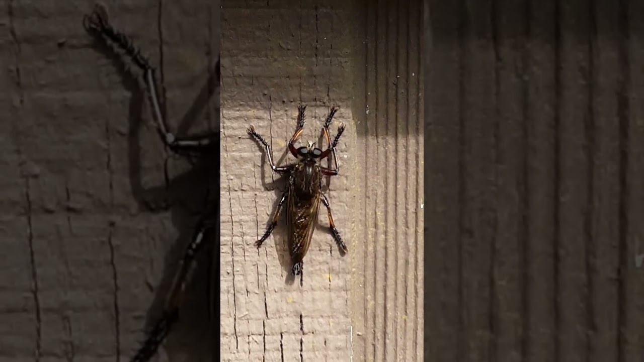 Giant Robberfly?or Giant Horsefly?!!! #horsefly #robberfly #buglife #countrylivin #greenacrefarm