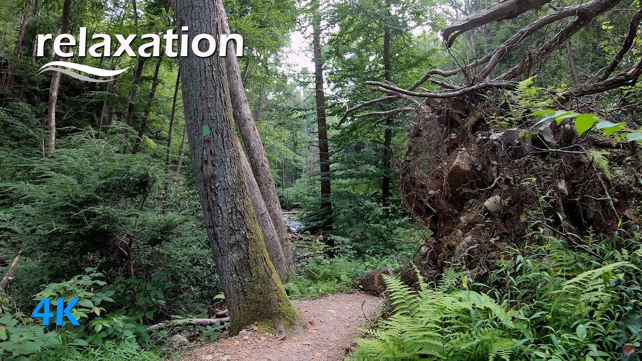 Hiking to Delaware Water Gap Sunfish Pond via Dunnfield Creek & Appalachian Trails【Relaxing】