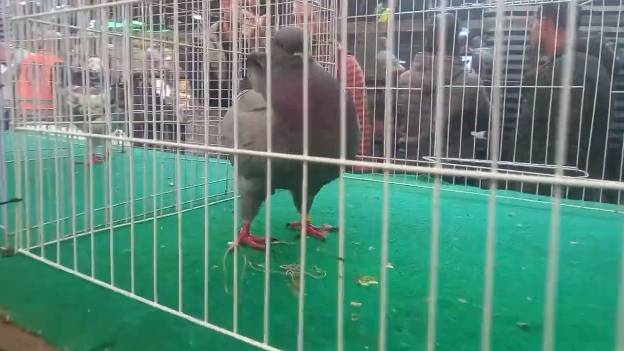 معرض#الكنج السيدة عائشة القاهرة 🥰🥰