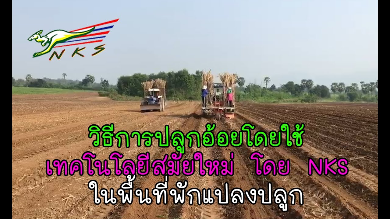 วิธีการปลูกอ้อยด้วยเทคโนโลยีสมัยใหม่จาก NKS ในพื้นที่พักแปลงปลูกอ้อย