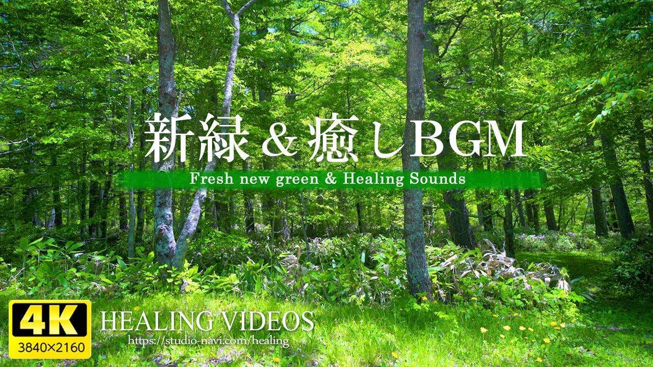 [4K] Целебная фоновая музыка и освежающая свежая зелень VOL.4 (пение птиц, журчание реки)