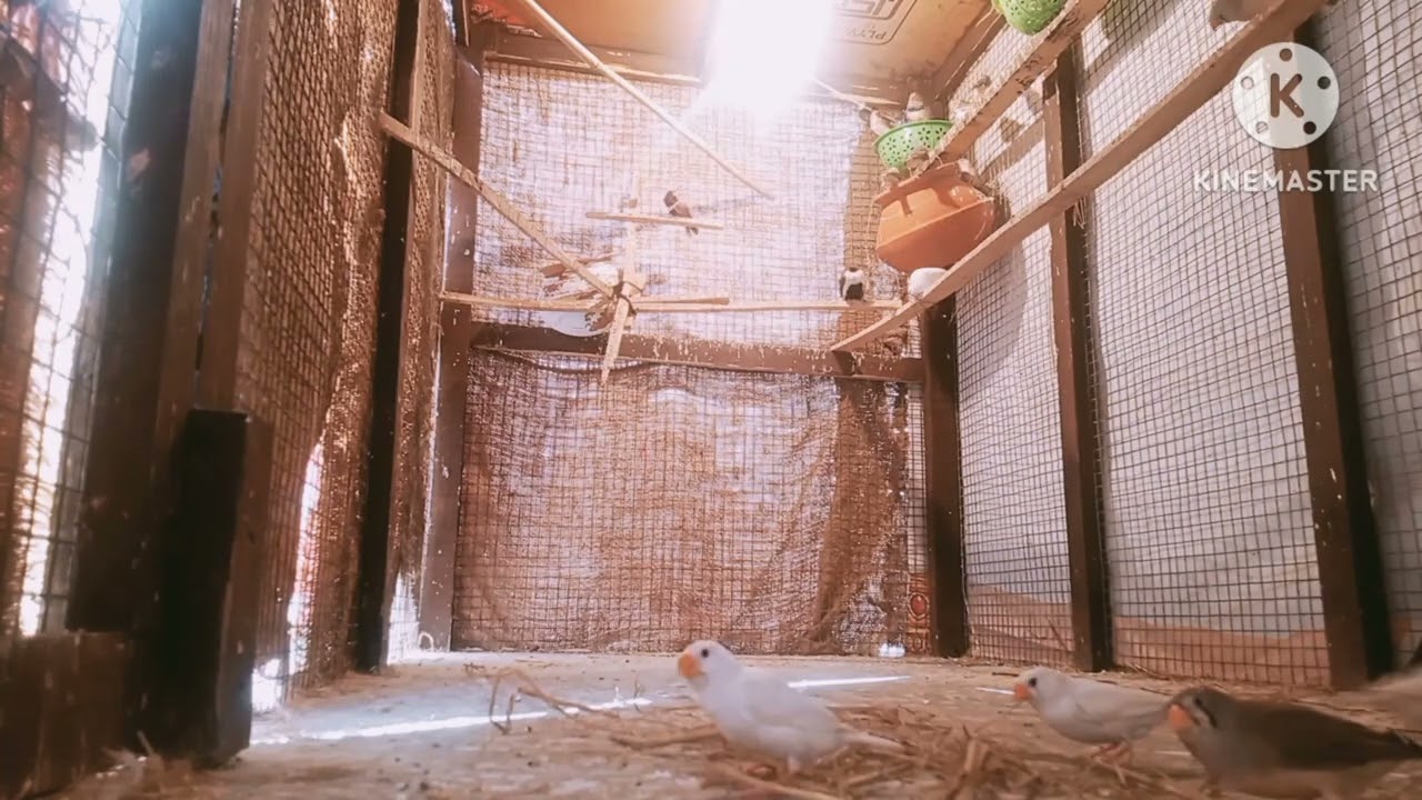 zebra finch calony me ,,, zebra finch nesting material Katha karti hui