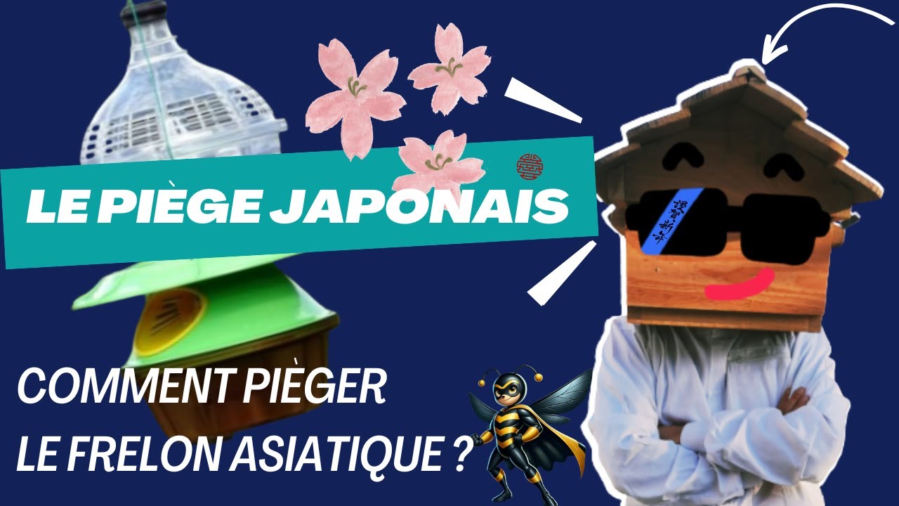 Frelon Asiatique : Découverte du Piège Japonais ultra efficace