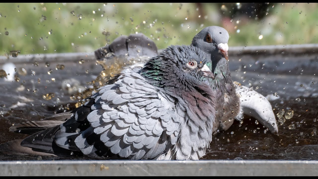 Proven Methods for Successful winning races with your pigeons