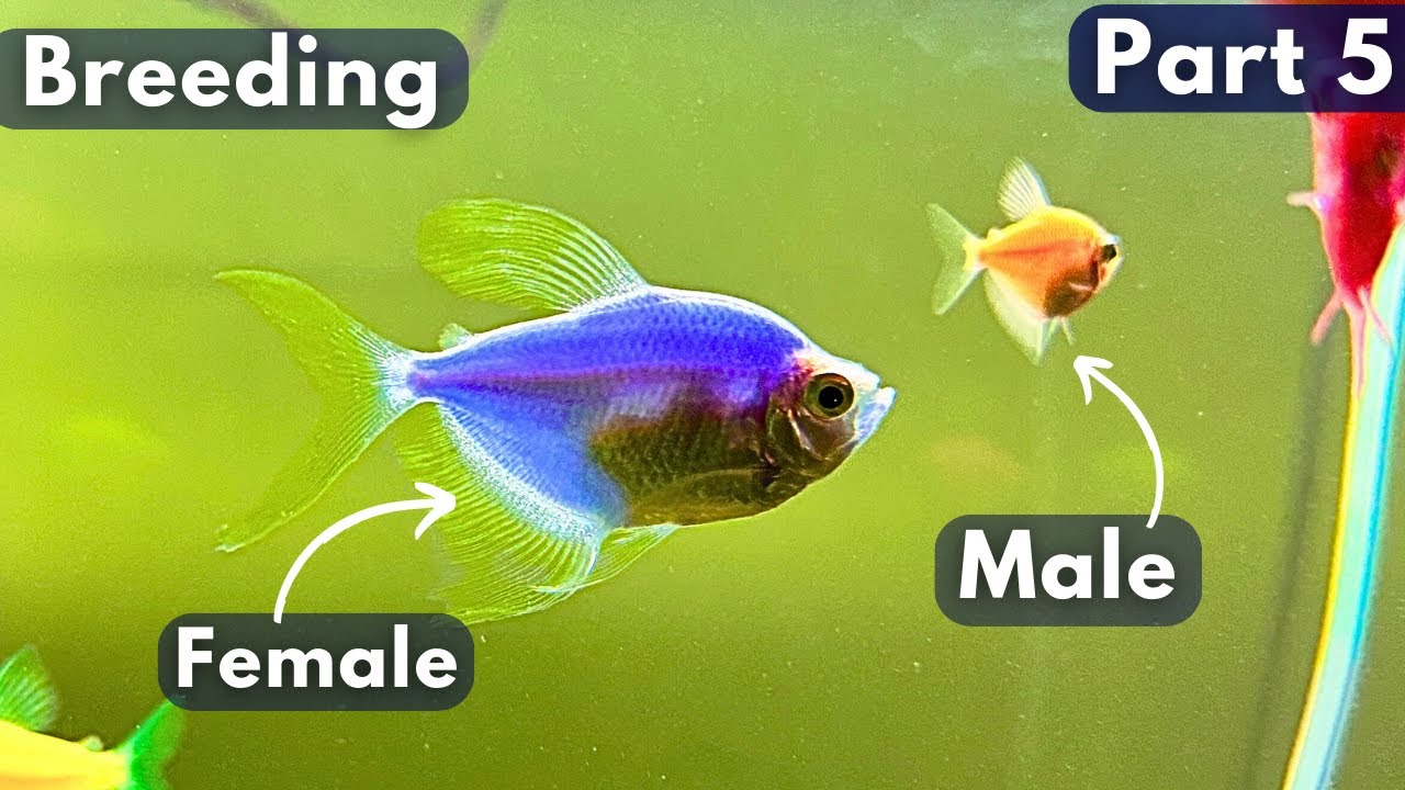 Colour Widow tetra Fish Breeding | How to identify Widow Fish Male and Female | GLOW fish