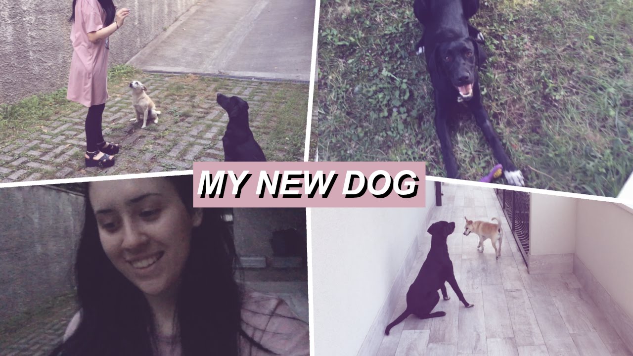 LA MIA NUOVA CUCCIOLA | VLOG 27/09/2016