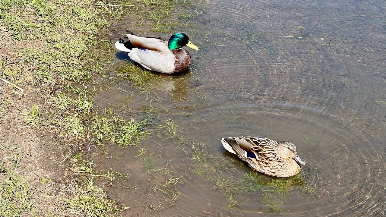Mating Season For Ducks