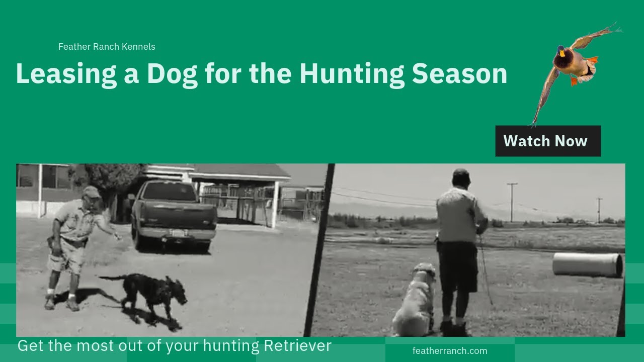 Leasing a Dog for the Hunting Season