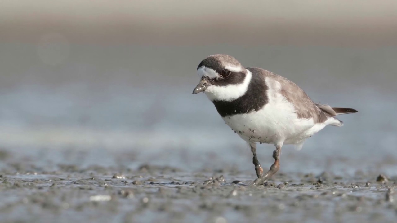 Eerste onderzoeksresultaten Marker Wadden: nieuwe eilanden brengen leven terug in het Markermeer