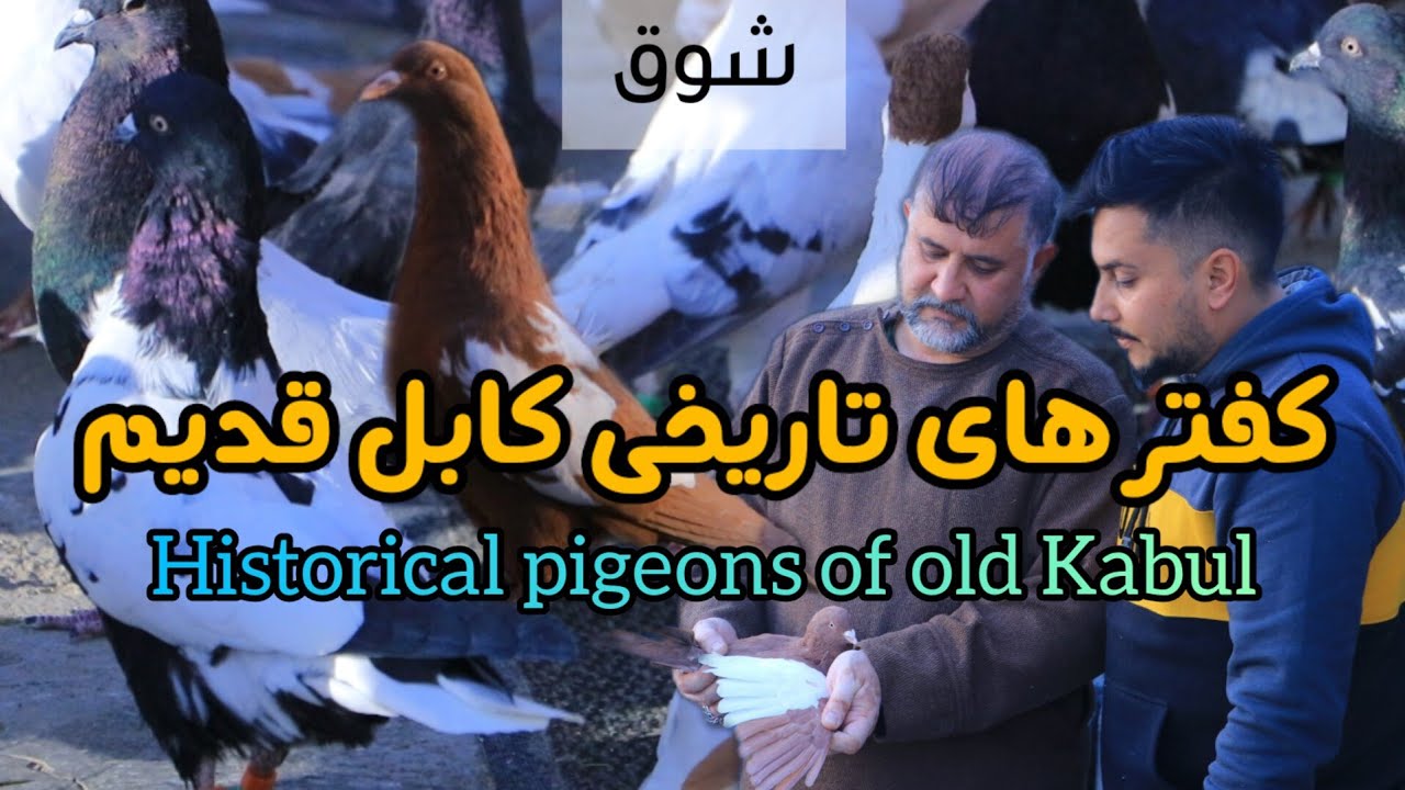 شوق | استاد چوچه گیری کفتر زید پوپل کفتر های تاریخی کابل قدیم - Historical pigeons of old Kabul