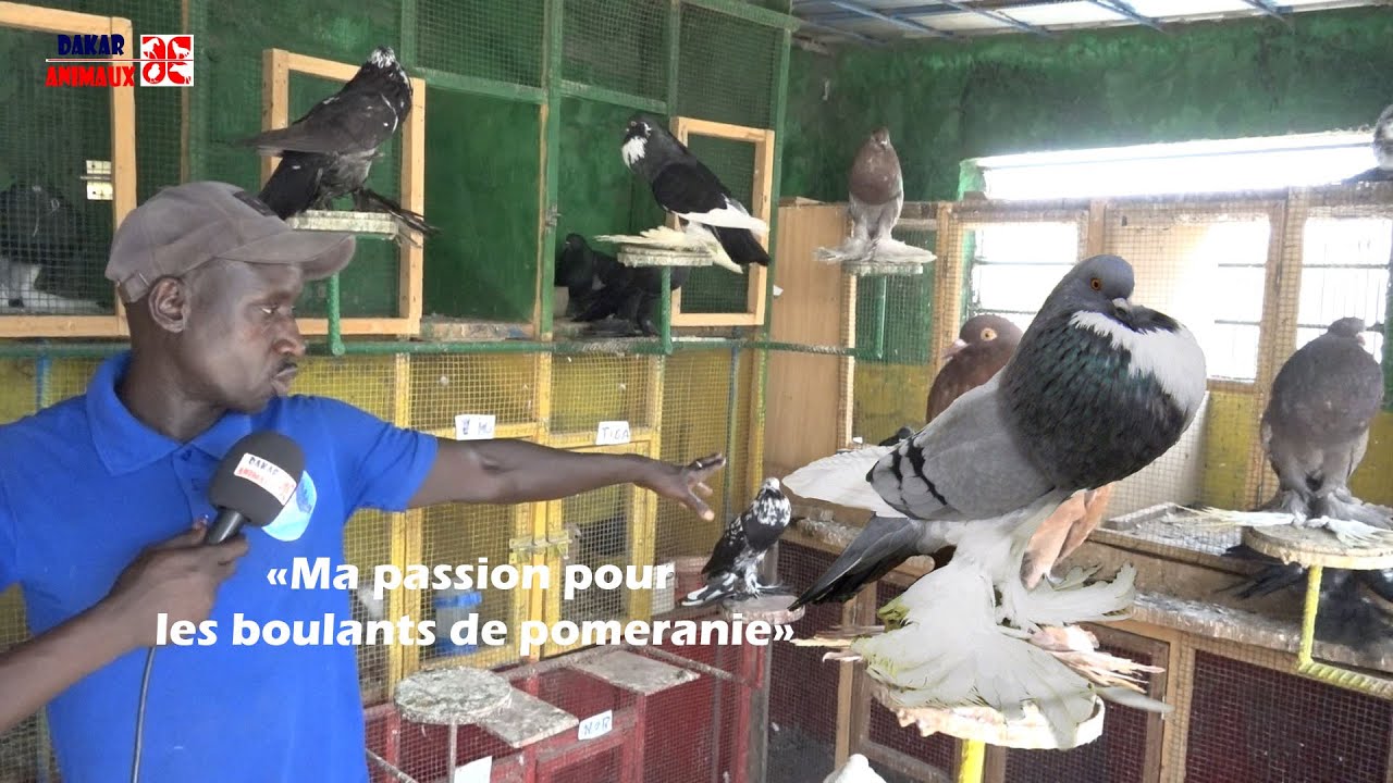 Pigeon: A la découverte de Abdou Fall (le roi du boulant de Pomeranie)