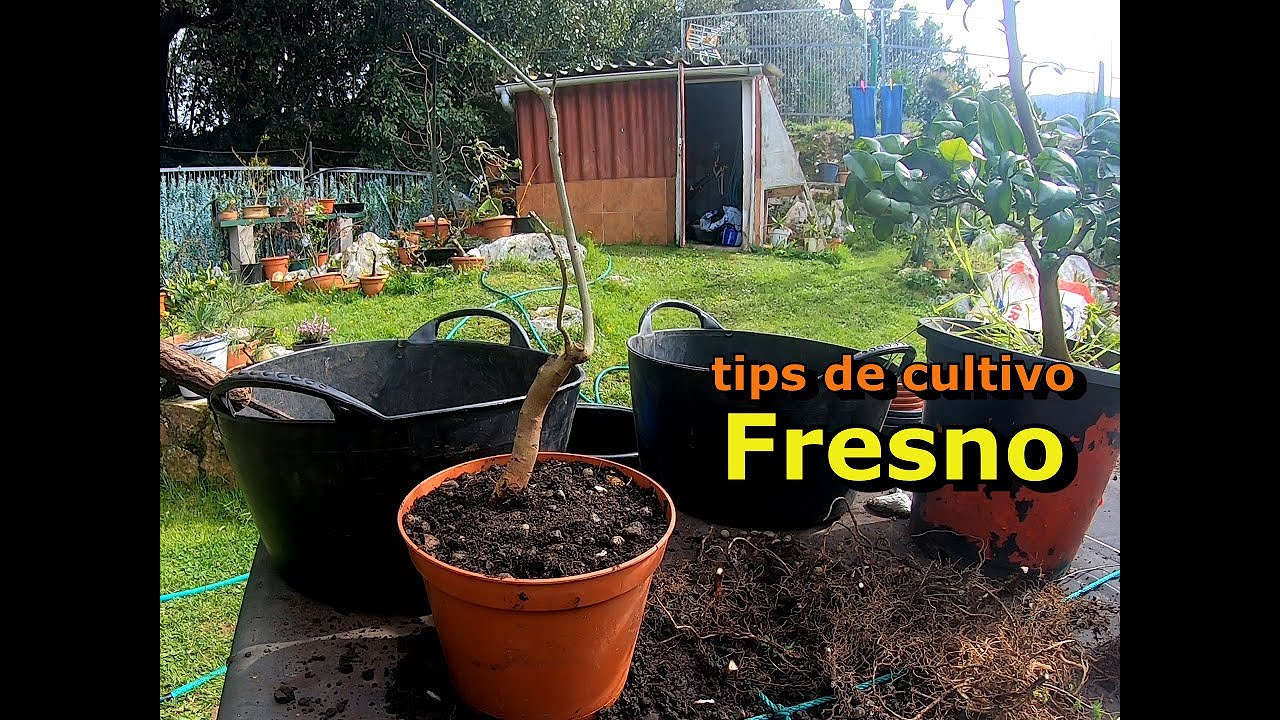 Trasplante y algunos tips de cultivo del fresno para bonsai