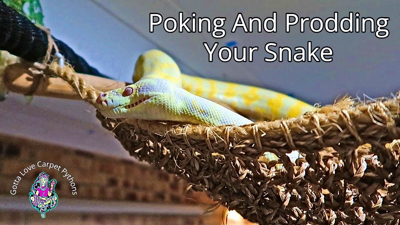Are You Terrible If You Get Your Snakes Out?
