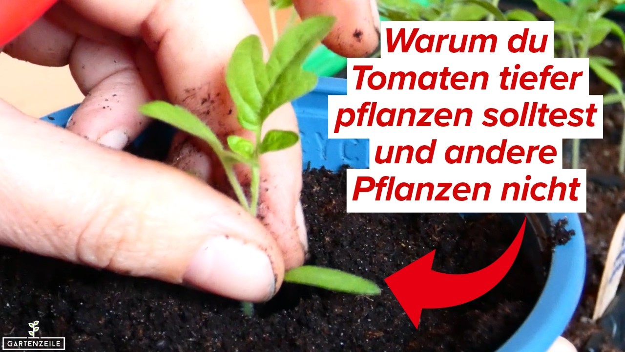 Warum du Tomaten tiefer pflanzen solltest und andere Pflanzen nicht