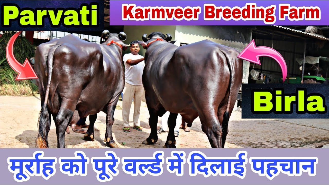 9 Crore Yuvraj's, Owner Prepared Another Yuvraj at his Farm and Well Known Buffalo Parvati 🔥