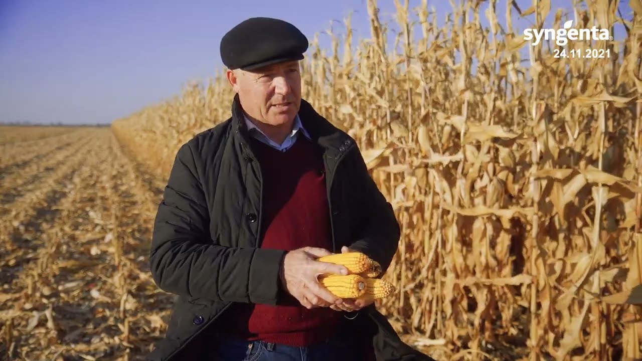 Mihai Nedelciuc - cu hibrizii de porumb Syngenta obținem recolte înalte