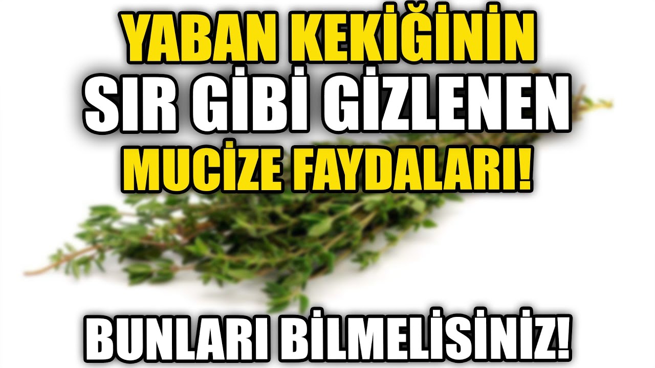 Yaban Kekiğinin Sır Gibi Gizlenen Mucize Faydaları!