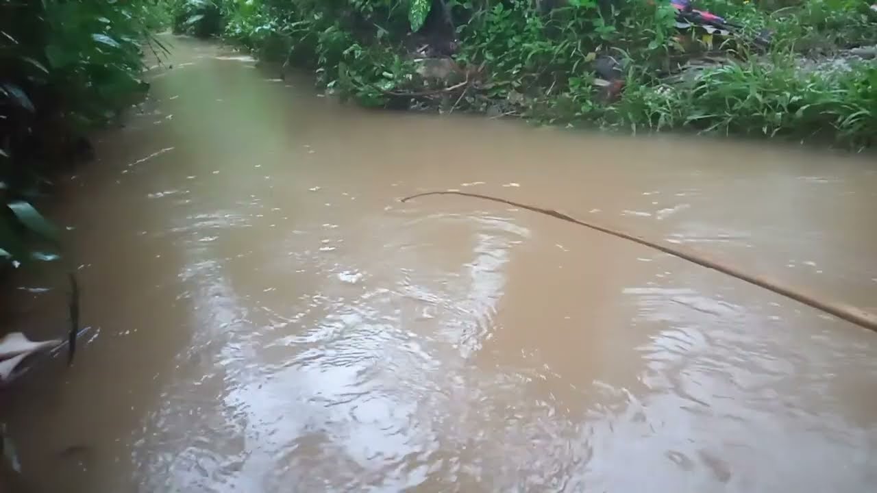 Mancing lele liar saat hujan #mancing #fishing #ikan #babon #lele #mancingmania