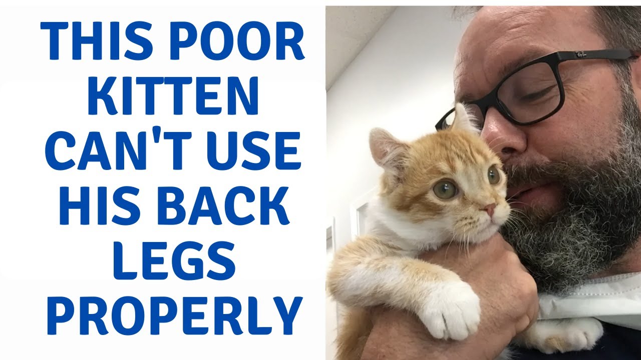 This Kitten has Trouble Walking on his Back Legs