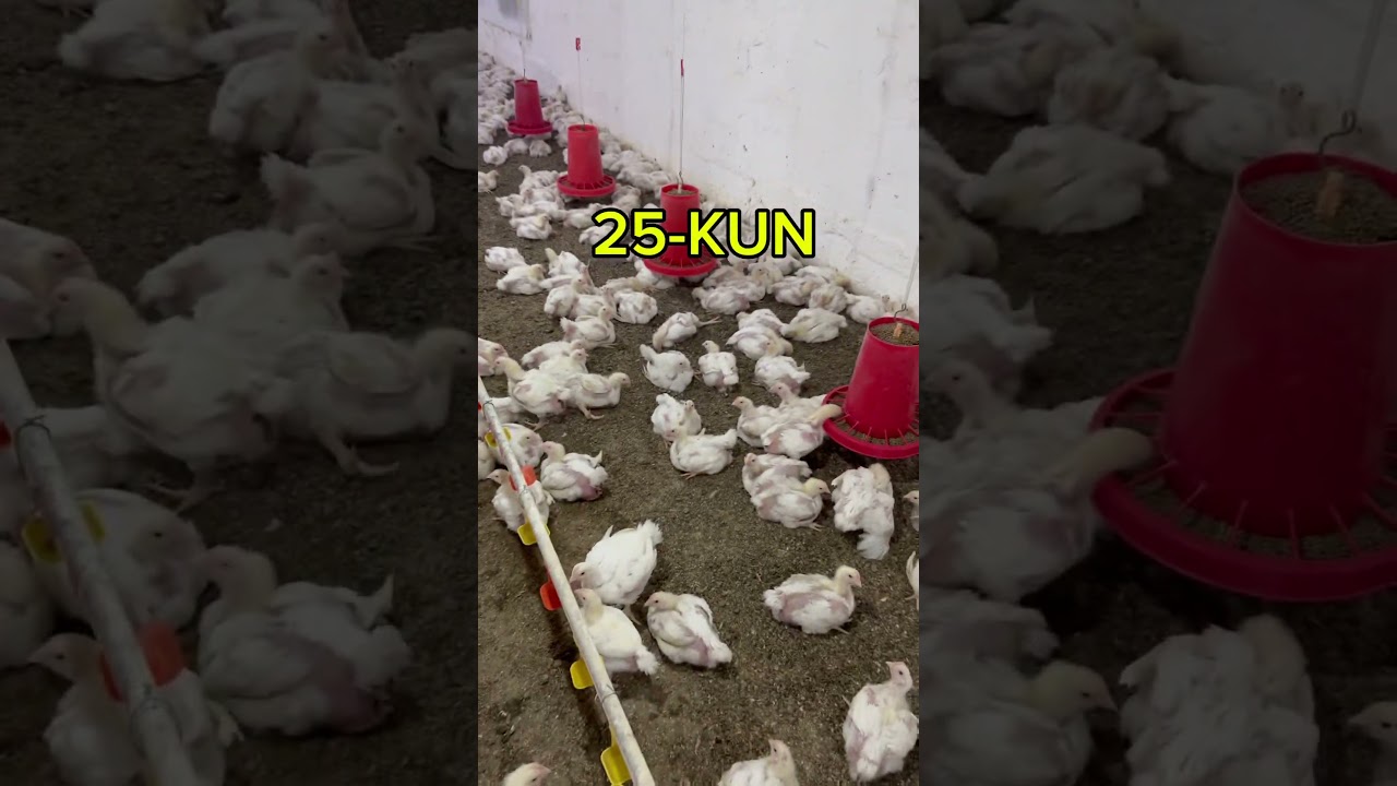 Broyler juja boqish jarayoni 41-kun MASHAALLAH🐥🐥🐓🐓🐓obuna buling #chicken #farming