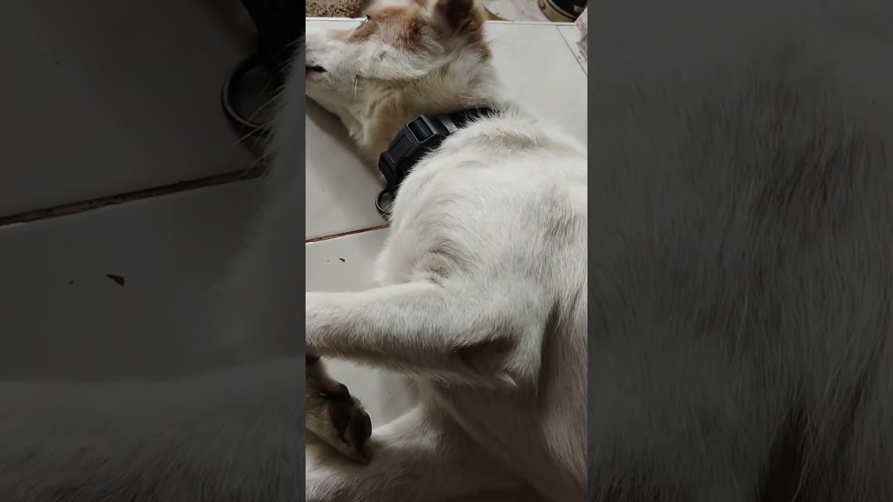 #relaxing #furbaby #furlover #shortvideo