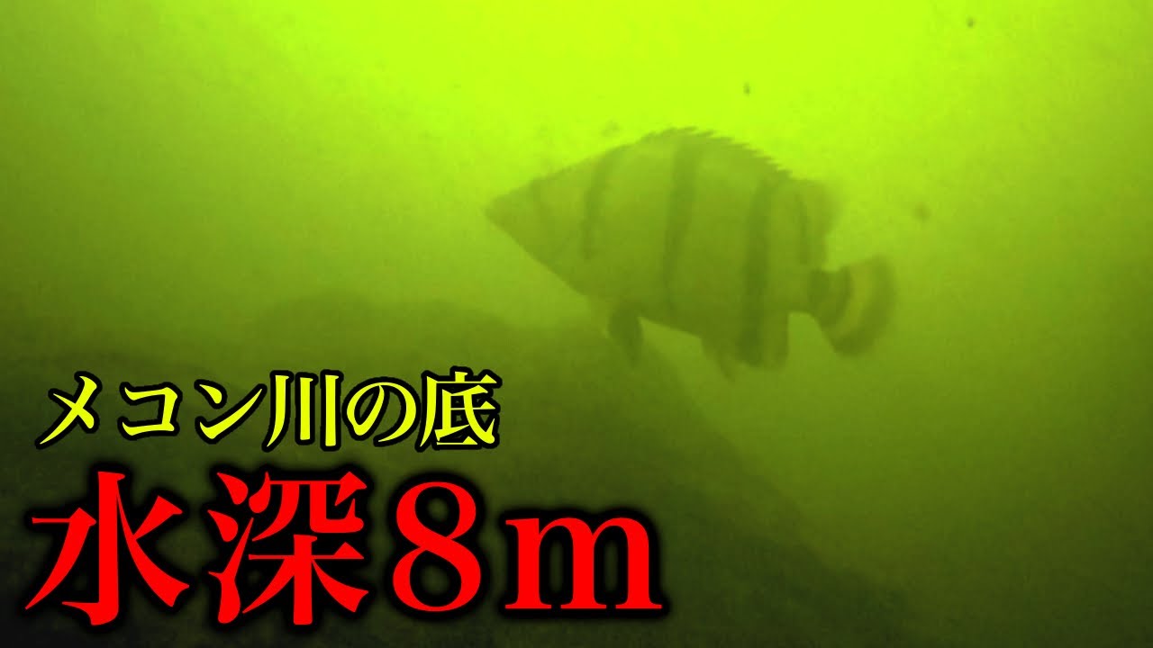 メコン川へ潜って虎柄の熱帯魚を捕獲する！［カンボジア熱帯魚遠征5］