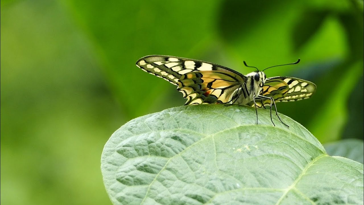 Schmetterlinge, Schwalbenschwanz