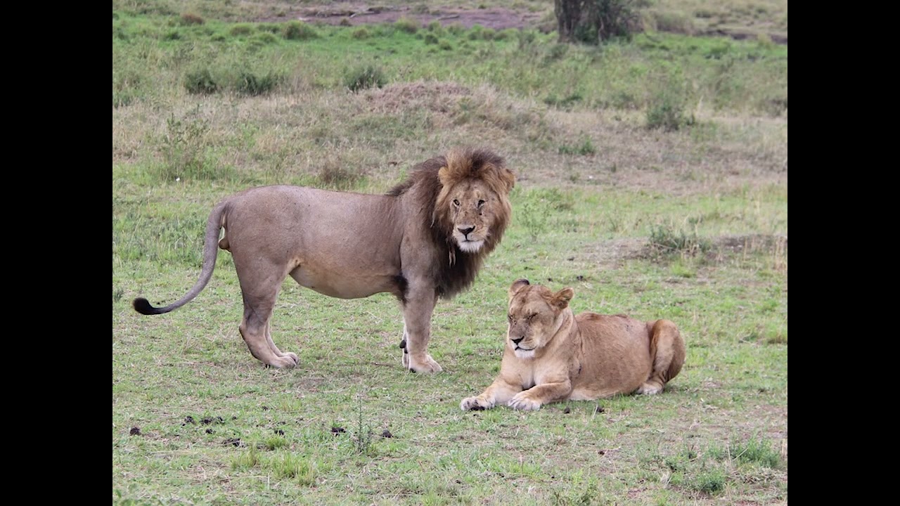 Tanzanie - 16 octobre 2025 - Parc national de Serengeti - jour 1
