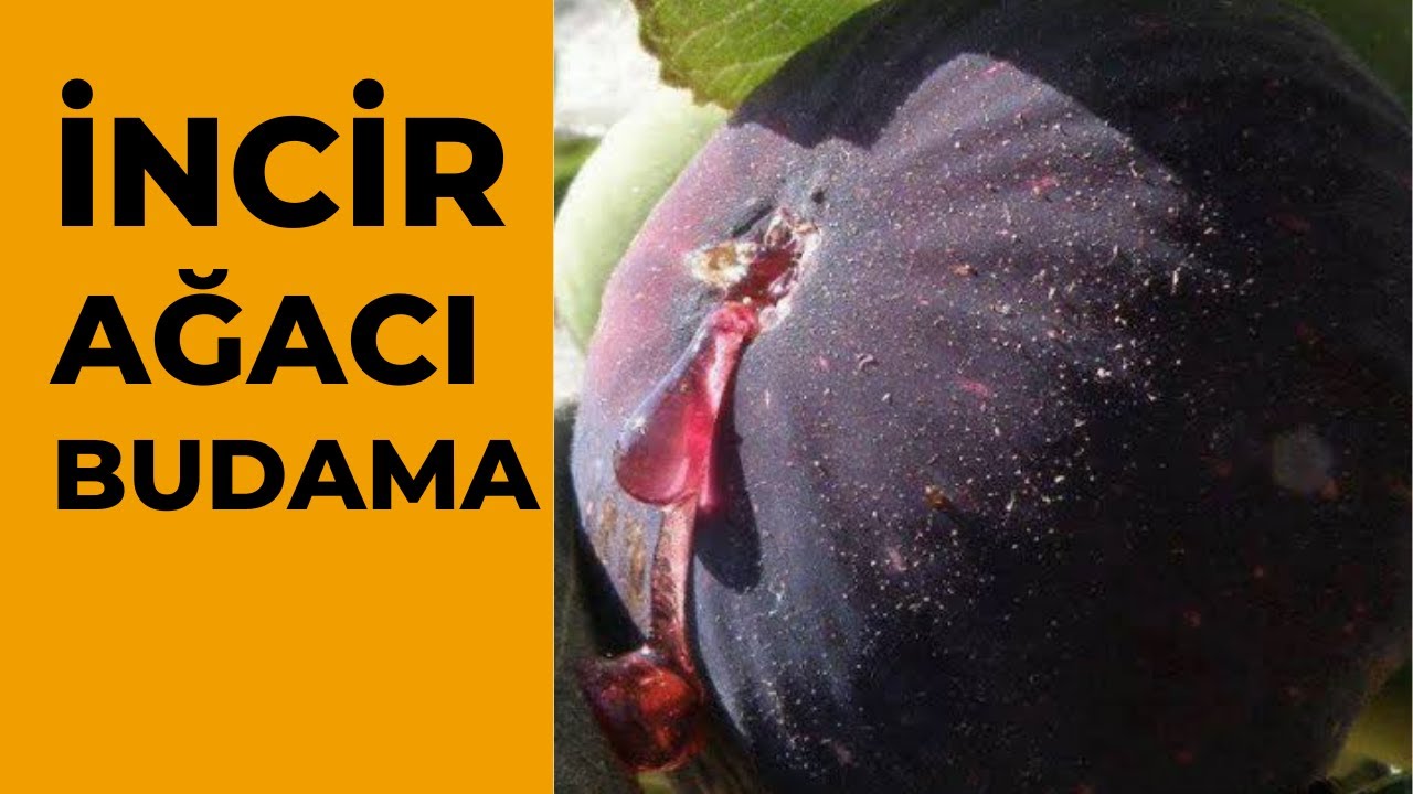 İncir Nasıl Budanır ?