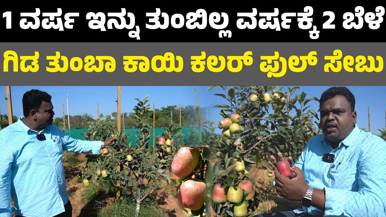 ಗಿಡ ತುಂಬಾ ಕಾಯಿ 1 ವರ್ಷ ಇನ್ನು ತುಂಬಿಲ್ಲ ವರ್ಷಕ್ಕೆ 2 ಬೆಳೆ  ಕಲರ್ ಫುಲ್ ಸೇಬು apple farming in karnataka
