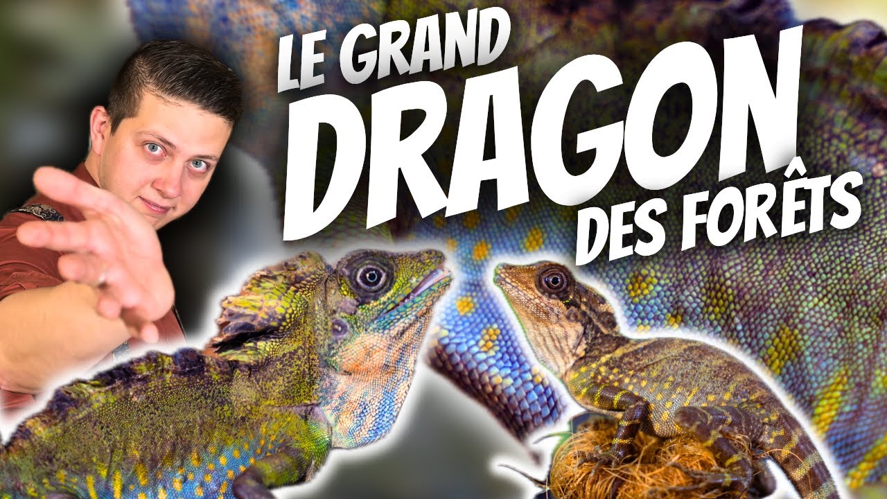 LE DRAGON DONT TOUT LE MONDE DOIT RÊVER (Gonocephalus grandis) [La Minute Animale - Ep 5]