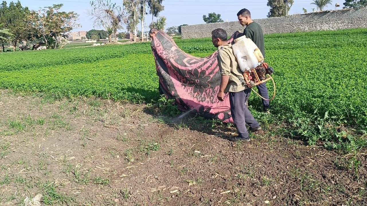 الفلاح الفصيح حمزه الجمل 