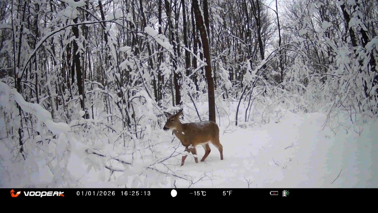 Wisconsin Trail Cam Footage (pt.16) WINTER WONDERLAND 