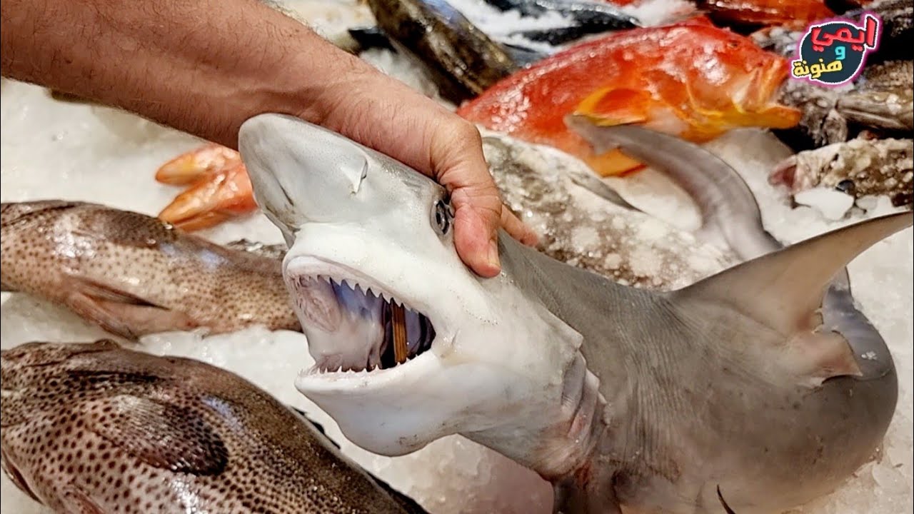 اول بياع عنده ضمير محدش اختلف علية 👈 في سوق السمك بالسويس 🐟 عنده مبدء تسع أعشار الرزق في التجارة