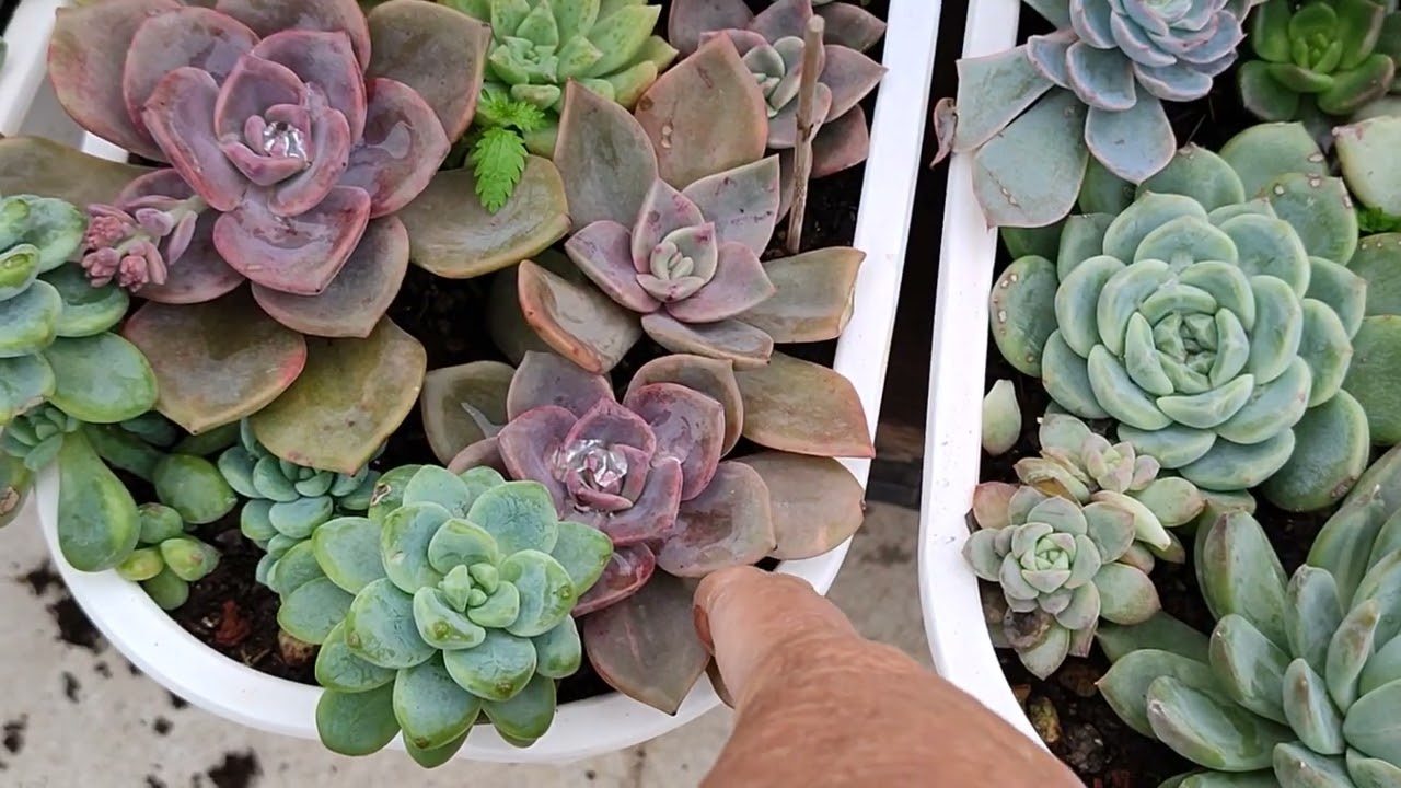 İstanbul yolcusu Hatice hanımın güzellikleri❤güle güle büyütsün 🌺☘️#aboneol #succulent#satış 