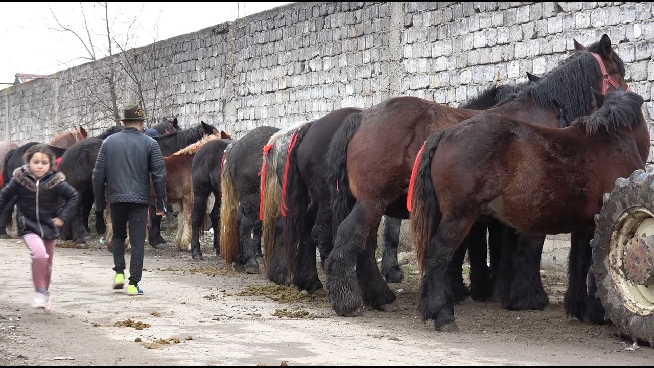 Caii Baietilor de la Alesd, Bihor - 2023 Nou!!!