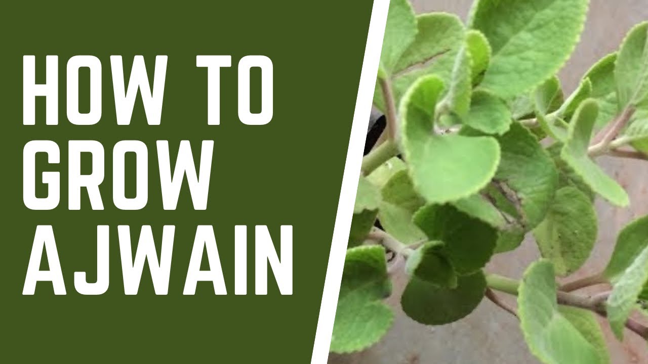 AJWAIN || AJOWAN ||Trachyspermum ammi || Ajowan caraway || bishop's weed || carom ||